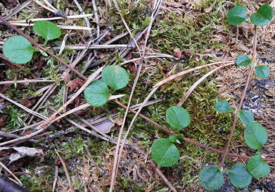 Linnaea Borealis