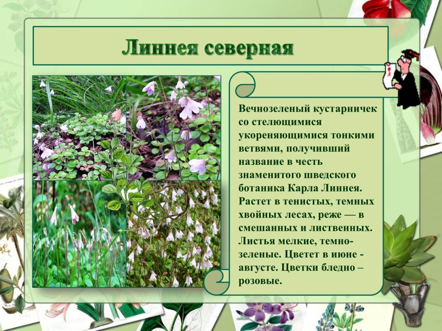 Линнея Северная подколодная трава