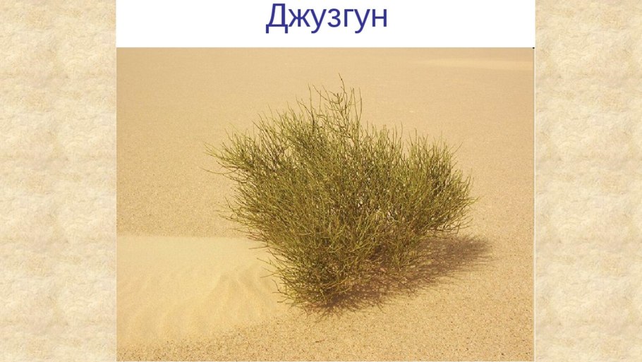 Растения пустынь джузгун