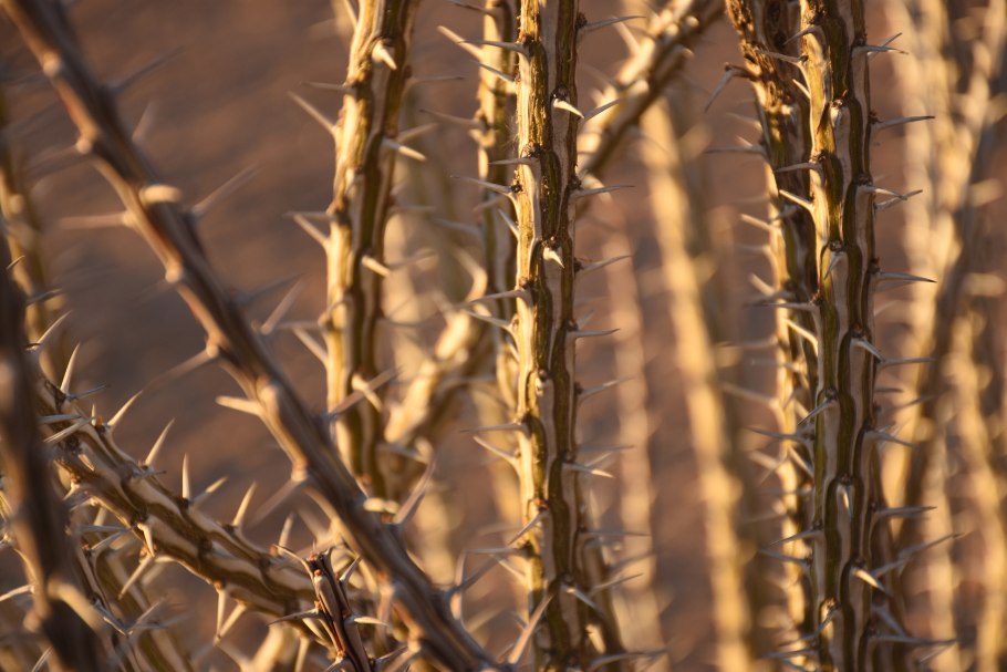 Злаковые растения пустыни