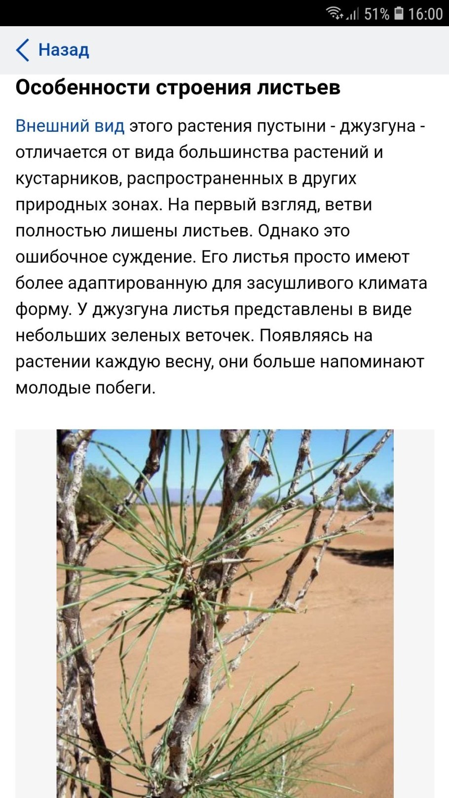 Что играет у джузгуна роль листьев