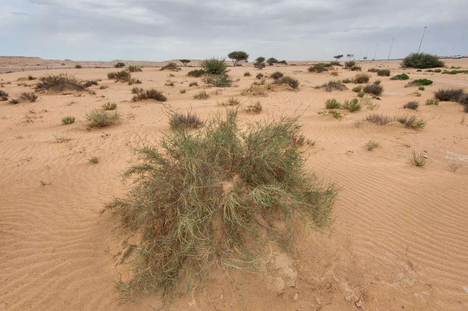 Haloxylon salicornicum