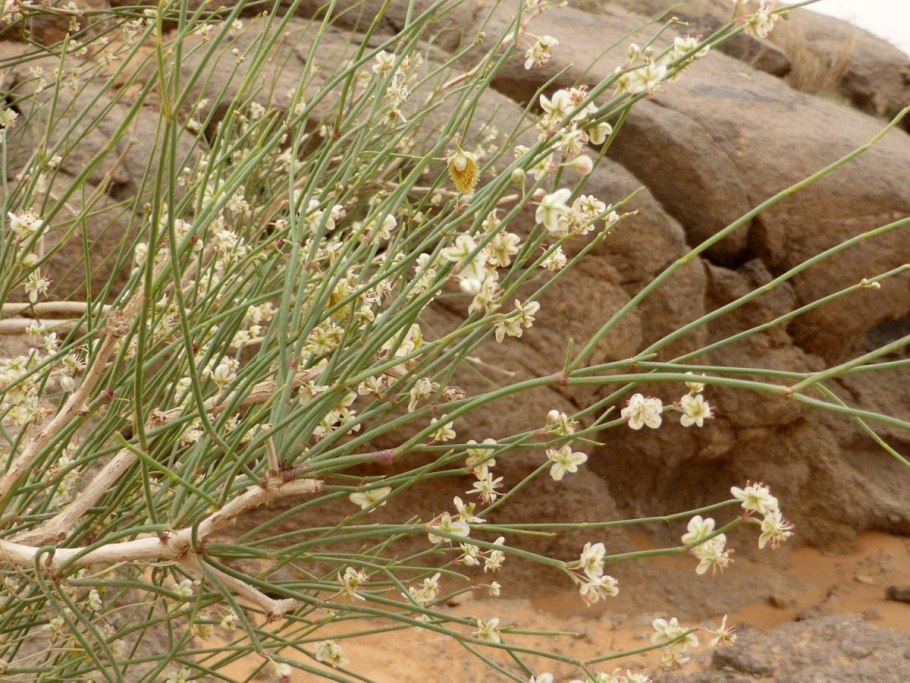 Джузгун (Кандым)