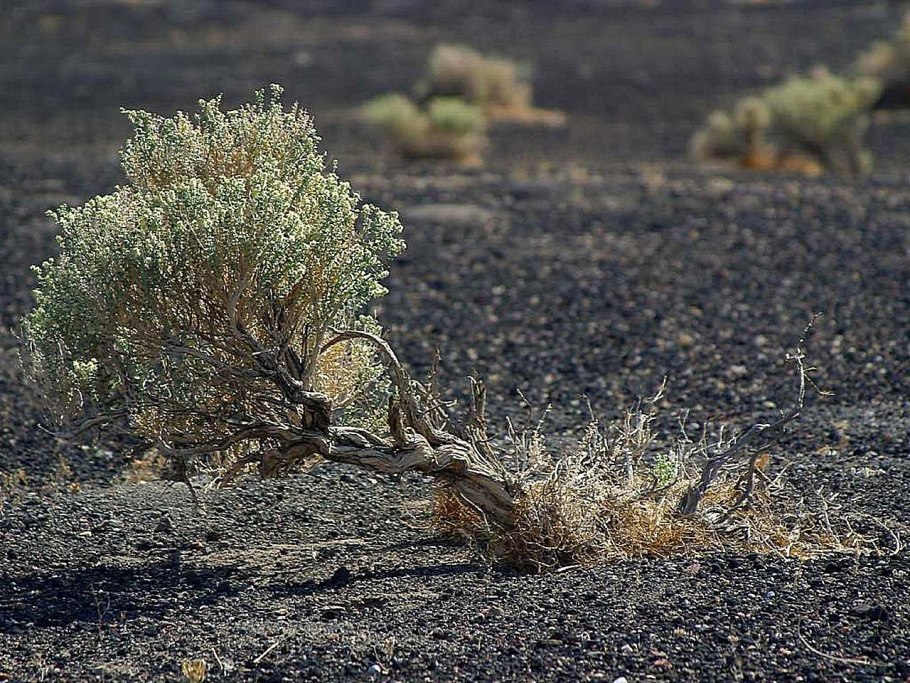 Эфемеры Полынь