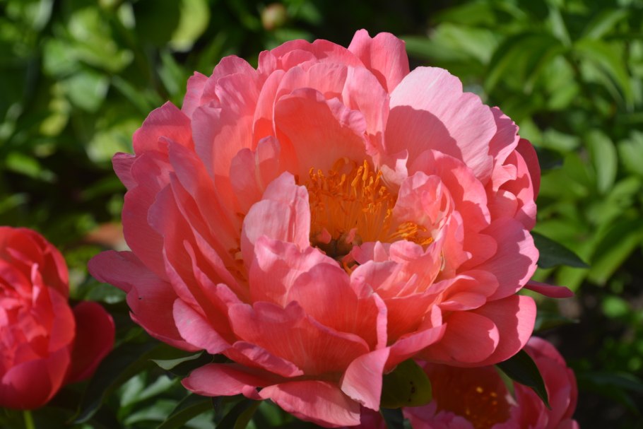 Пион коралловый Сансет