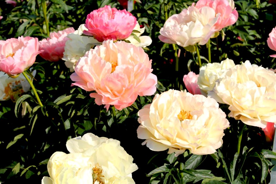 Пион Coral Supreme