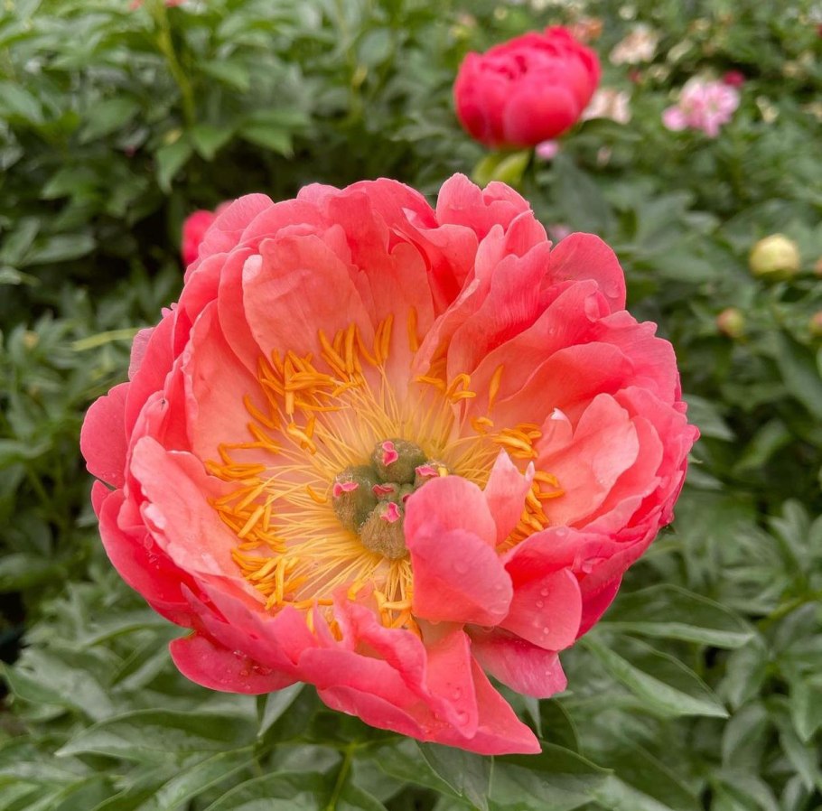 Пион коралловый Сансет