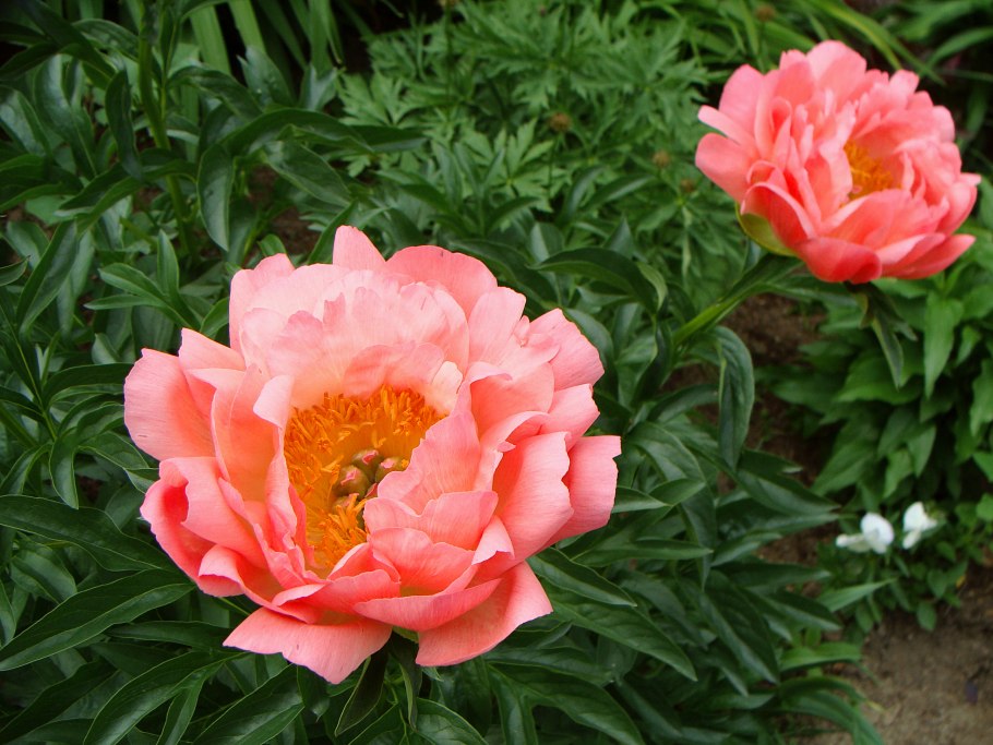 Пион коралловый Сансет