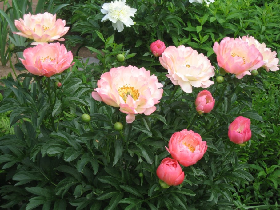 Пион Coral Sunset