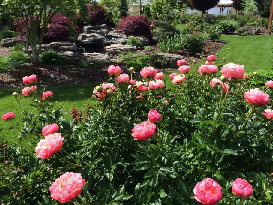 Пион молочноцветковый Корал Шарм