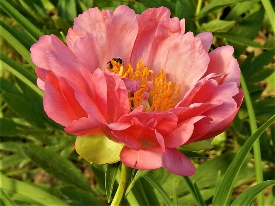 Пион Корал Бич