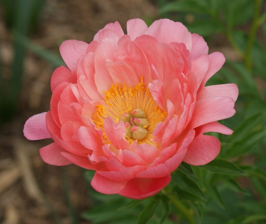 Пион Корал Суприм