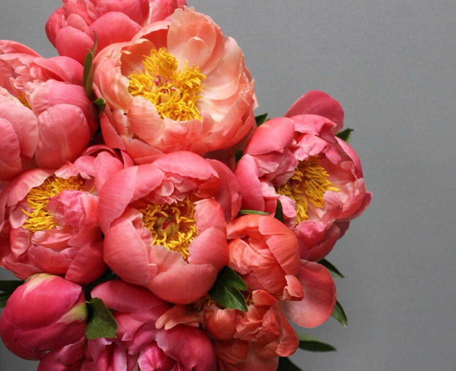 Пион Корал Сансет фото