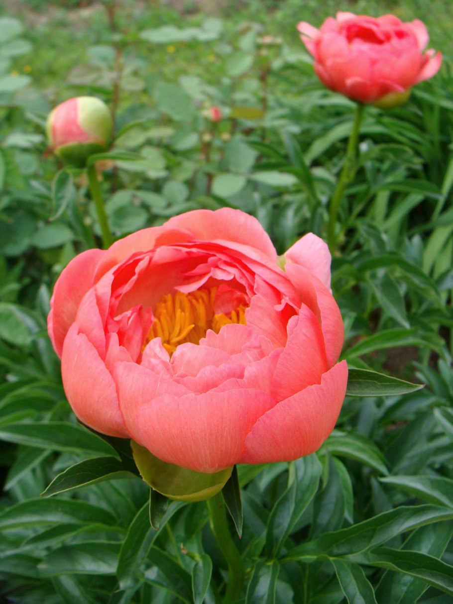 Пион травянистый Корал Шарм