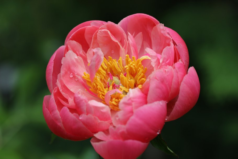 Пион травянистый Корал Сансет махровый