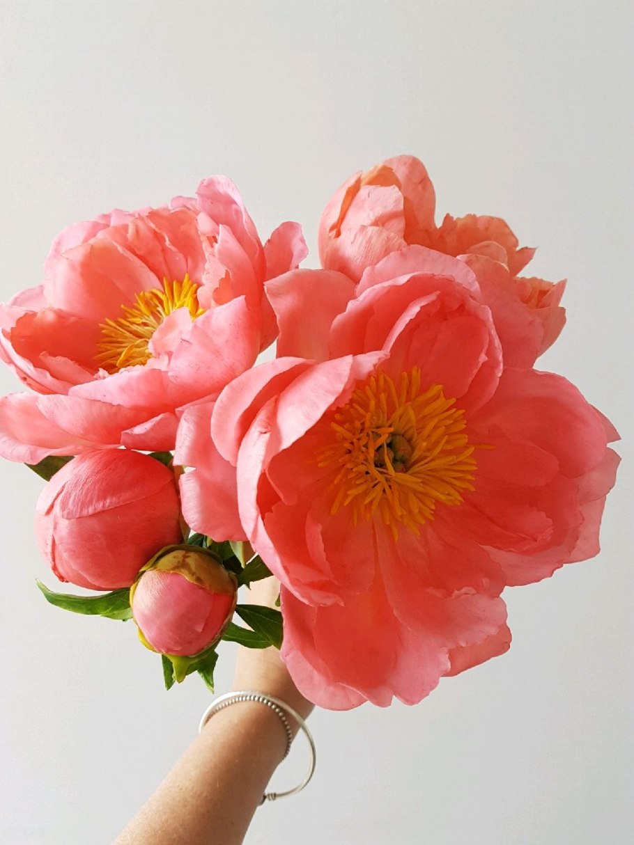 Пион молочноцветковый Корал Чарм