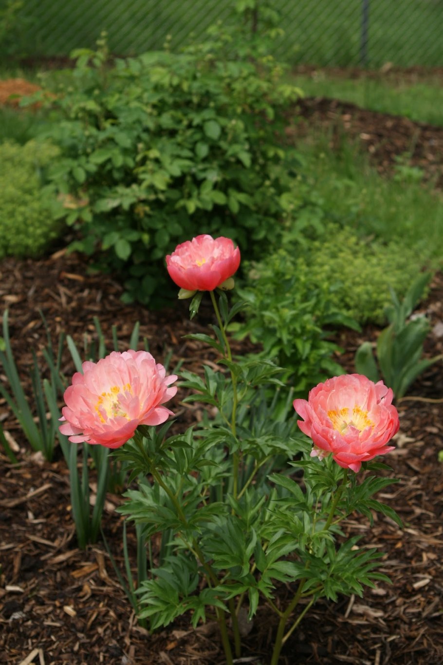 Пион травянистый Корал Чарм