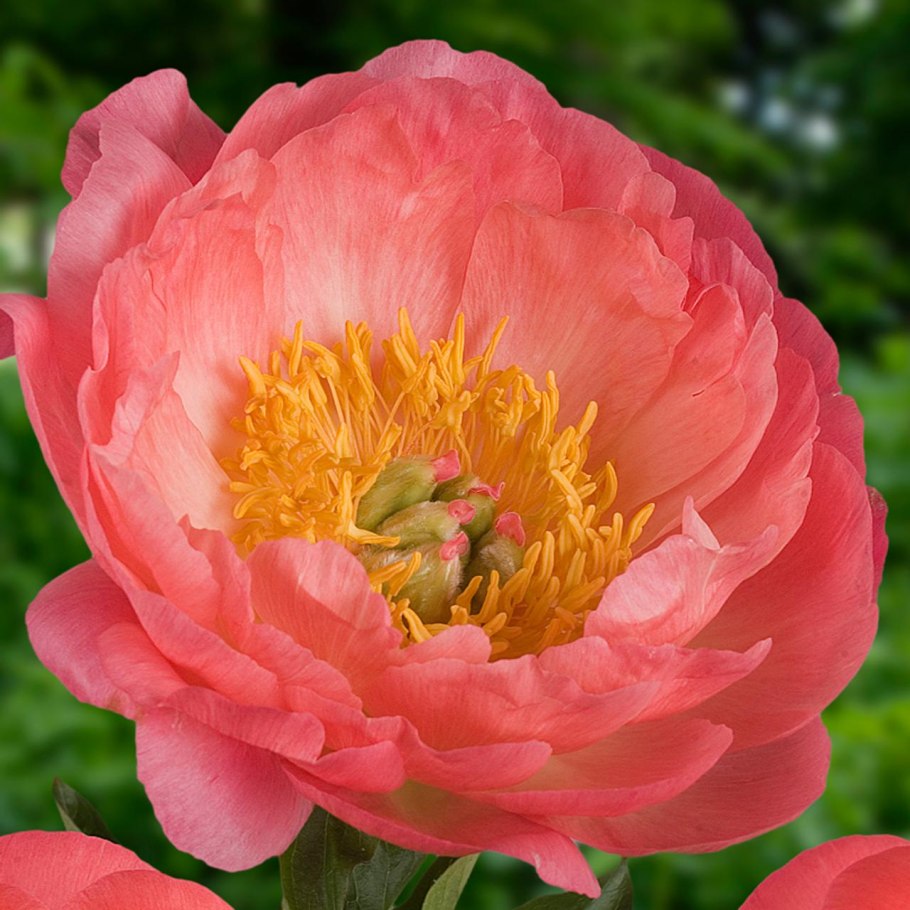 Пион травянистый Корал Сансет