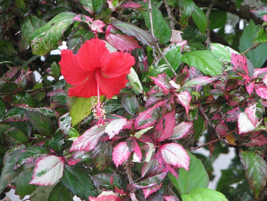 Гибискус Липовидный