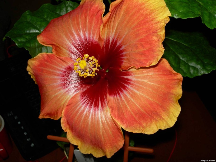 Гибискус Липовидный