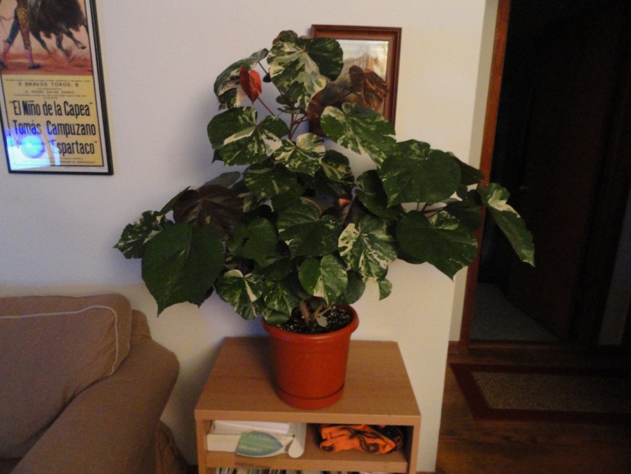 Гибискус tiliaceus variegata