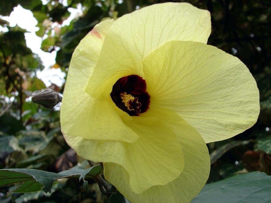 Гибискус липолистный Триколор