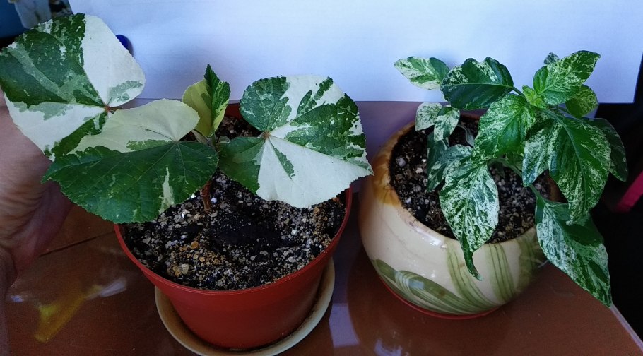 Гибискус Купера