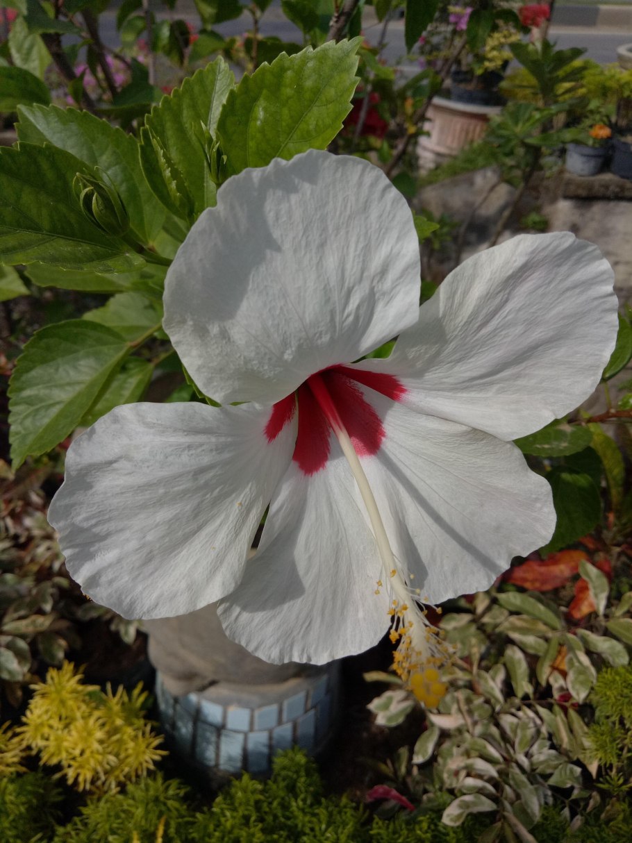 Гибискус лимонный