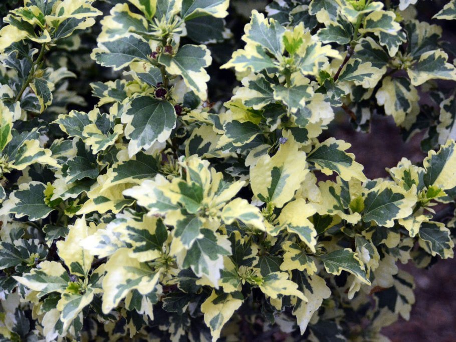 Гибискус Купера Вариегата