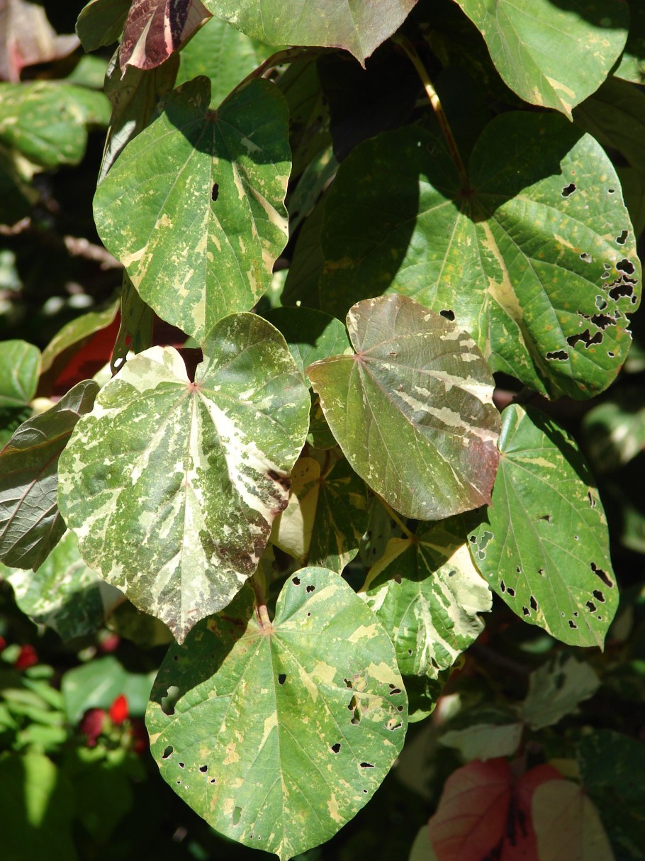 Гибискус Синенсис