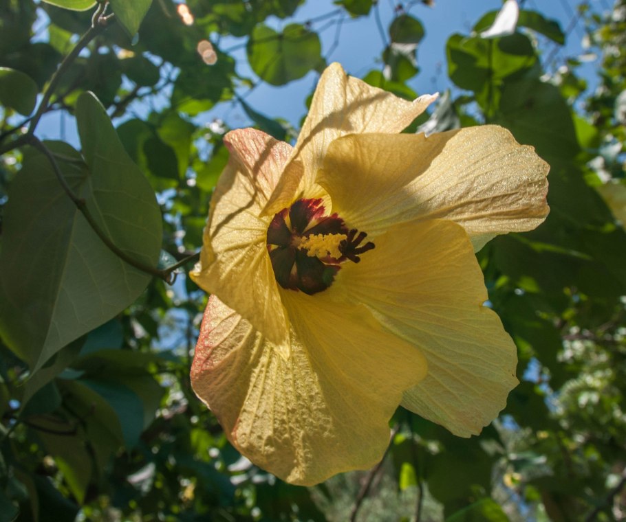 Voodoo Queen гибискус