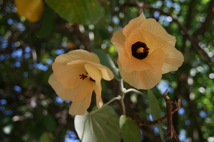 Hibiscus tiliaceus (гибискус)