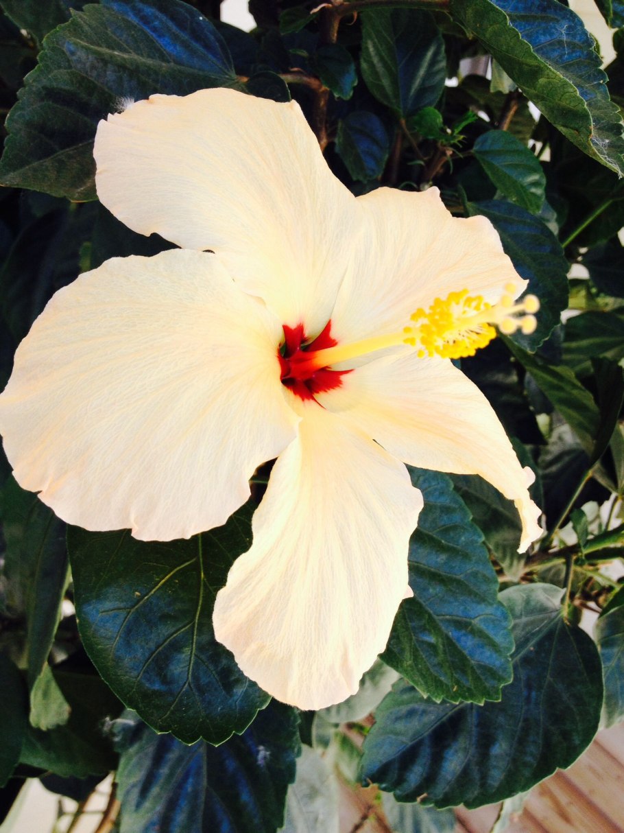 Гибискус (талипарити) тилиацеум купить