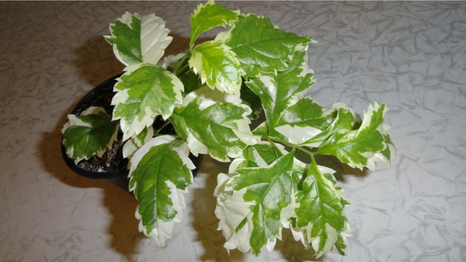 Гибискус Жанна дарк