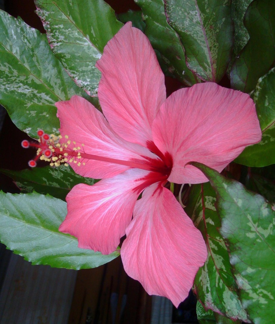 Гибискус зефир