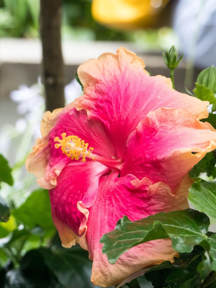 Дуранта Snow Flurry