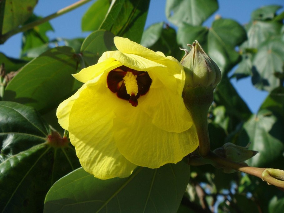 Hibiscus tiliaceus rubra дерево