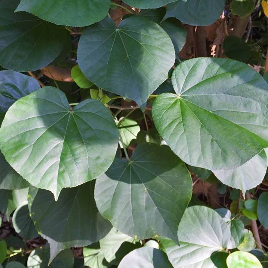 Гибискус Тини Тина