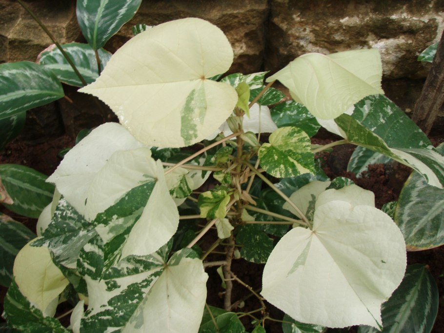 Гибискус Липовидный