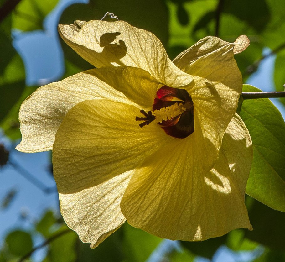 Гибискус Липовидный