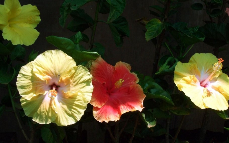 Гибискус koenig махровый желтый