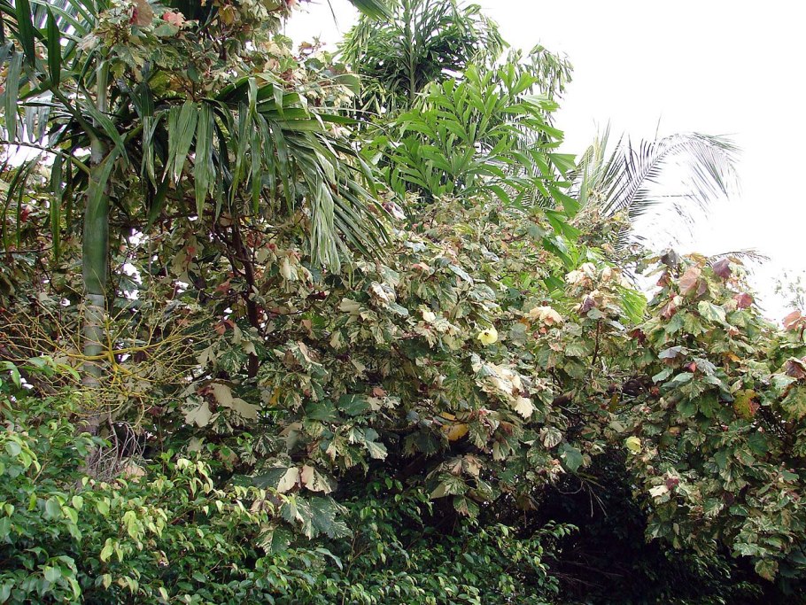 Гибискус Shiva