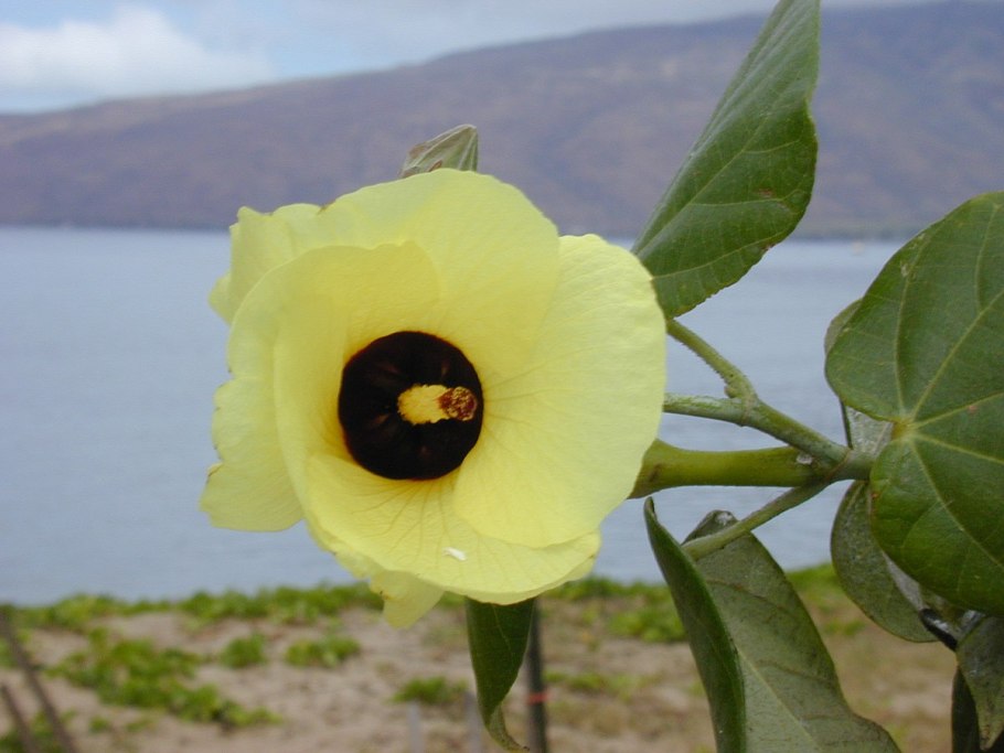 Гибискус терракотовый