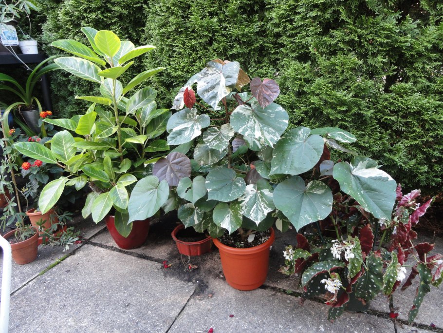 Гибискус тилиацеус липолистный