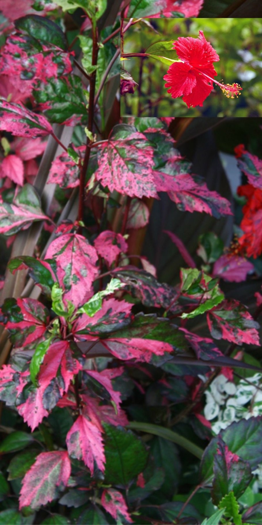 Суданская роза гибискус куст