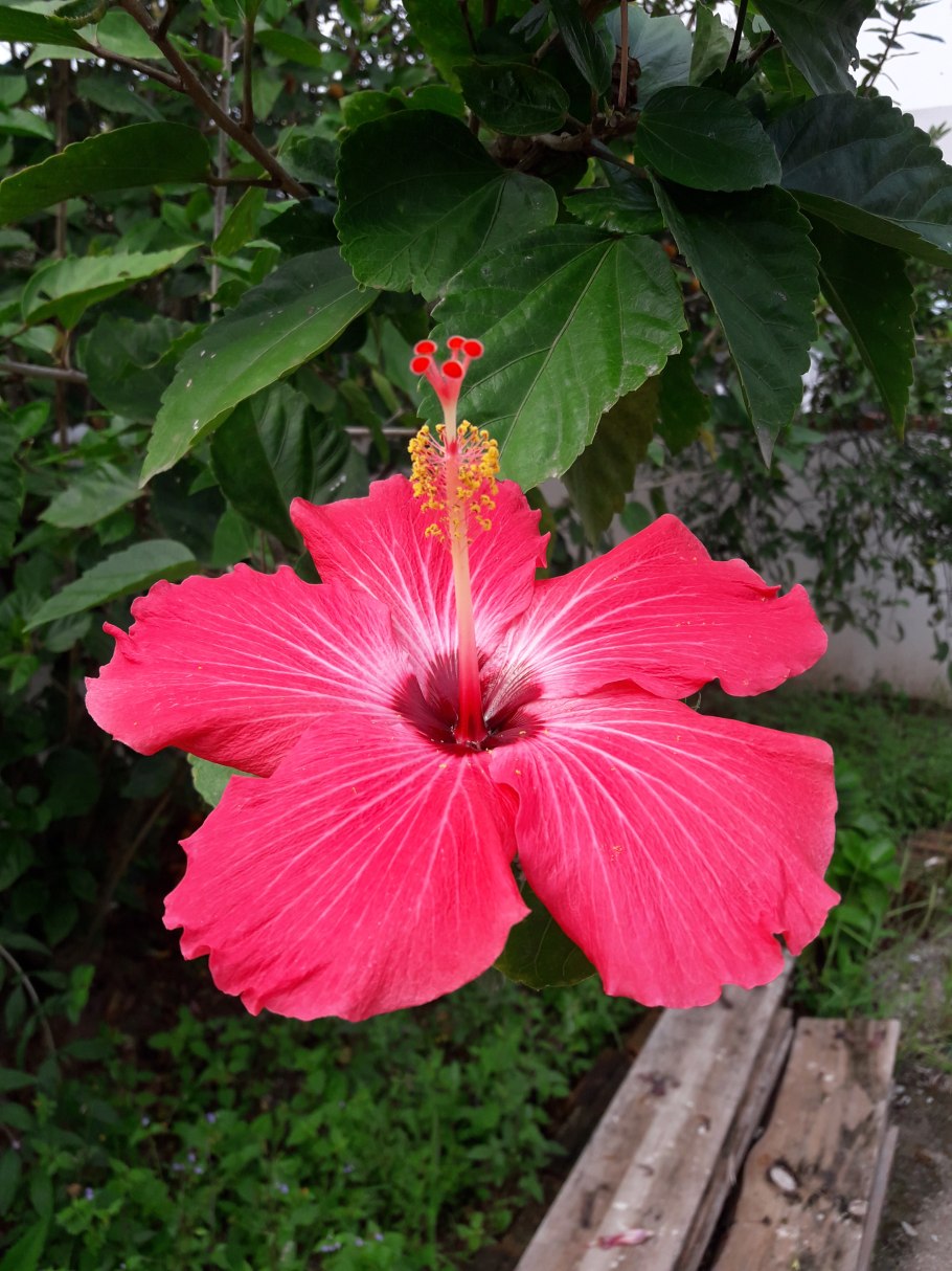 Гибискус Абельмосхус