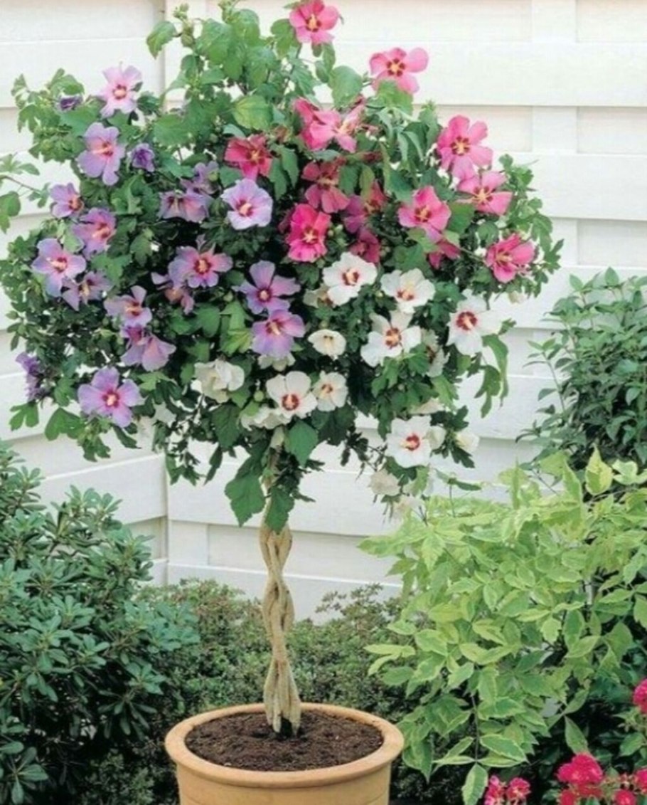 Гибискус блоссом