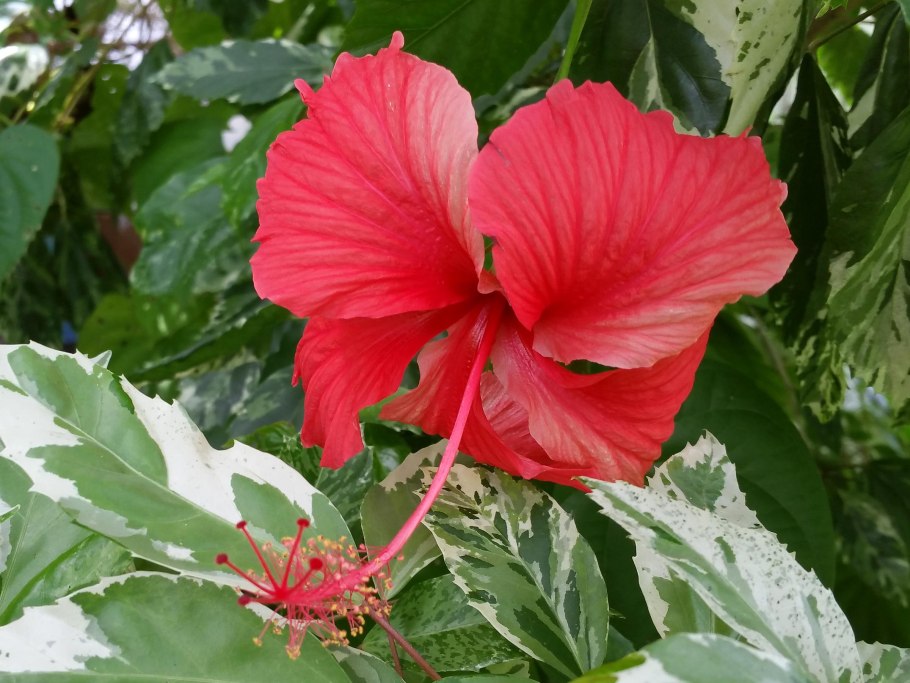 Hibiscus mutabilis плоды