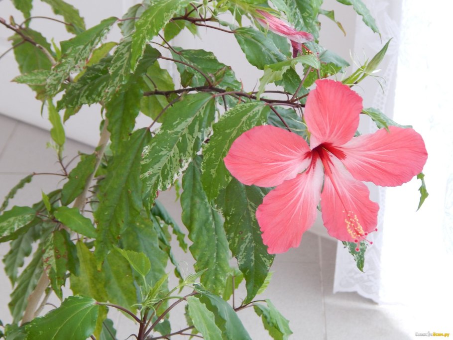 Hibiscus tiliaceus variegated. Фото