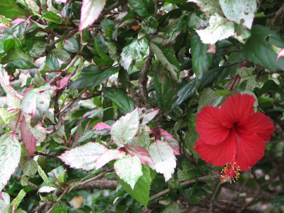 Гибискус сирийский Триколор